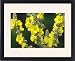 Framed Prints of Yellow flowers of Verbascum thapsus, Great Mullein from ArcticPhoto