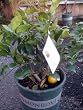 Dwarf Bearss Lime Tree by Monrovia Growers--5 Gallon Bush Form