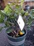 Dwarf Bearss Lime Tree by Monrovia Growers--5 Gallon Bush Form