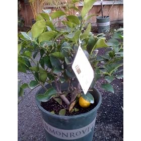 Dwarf Bearss Lime Tree by Monrovia Growers--5 Gallon Bush Form by 