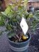 Dwarf Bearss Lime Tree by Monrovia Growers--5 Gallon Bush Form