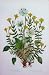 C1870 Anne Pratt Plants St John'S Wort Parnassus Flower