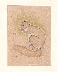 Indian Art Miniatures India Folk Paintings Drawings & Water Color on Paper 5.5 x 8 inches (minianimal027)