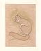 Indian Art Miniatures India Folk Paintings Drawings & Water Color on Paper 5.5 x 8 inches (minianimal027)
