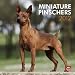 Miniature Pinschers 2012 Square 12X12 Wall Calendar