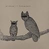 Image of album by Neil Halstead