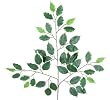 TWO Dozen (24 pieces) of 24" Hawaiian Ficus Spray with a total of 1008 leaves _Variegated