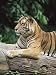 Sumatran Tiger, in Captivity at Singapore Zoo, Singapore Photographic Poster Print by Ann & Steve Toon, 9x12