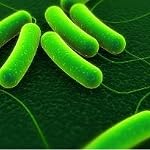 Endosymbiont