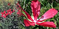 Star of Texas Hibiscus 10 Seeds - Hibiscus - Perennial