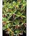 Photographic Prints of DAD-1982 Cigar plant from Ardea Wildlife Pets