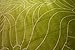 Feraghan/New City New Floral City Brand New Contemporary Modern Area Rug, 2' x 3', Green/White