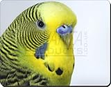Budgerigar Bird Print Computer Mouse Mat