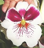 Miltoniopsis Robert Jackson orchid large seedling