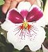 Miltoniopsis Robert Jackson orchid large seedling