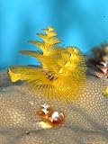 Christmas Tree Worm, St. Johns Reef, Red Sea Stretched Canvas Poster Print by Mark Webster, 18x24