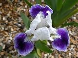 Amazon / Hirts: Perennials; Sun: Boo Dwarf German Iris Perennial - NEW