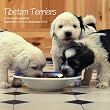 Tibetan Terriers 2013 Wall Calendar