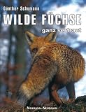 Wilde F�chse - ganz vertraut