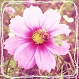 キャンパスライフチャンプルー