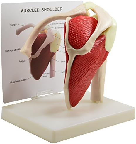 Shoulder Muscle Joint Model with Description Card