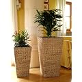 Wasserhyazinthe Blument�pfe Blumenk�bel �bert�pfe Pflanzenk�bel Pflanzgef��e "Hanoi" AN 80/60cm