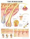 The The Human Hair Anatomical Chart