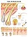 Book The The Human Hair Anatomical Chart