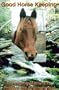 Good Horse Keeping: Managing Manure to Protect the Environment
