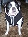 Dog-Hoodie-Sweatshirt-Jacket,-Black-Small_7.jpg