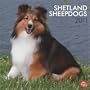 Shetland Sheepdogs 2011 Square 12X12 Wall