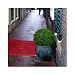 30 Artificial Boxwood Buxus Ball