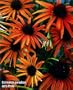Art's Pride Coneflower