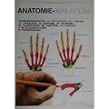 Anatomie-Malatlas