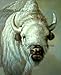 White Buffalo 11 x 14 Color Photograph (11-168)