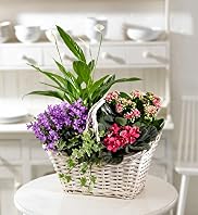 Large Willow Basket