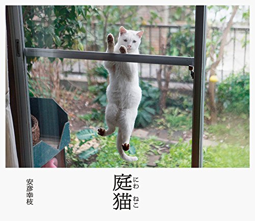庭猫