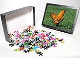 Photo Jigsaw Puzzle of JPF-14201 Wyandotte Hen - Walking on grass from Ardea Wildlife Pets