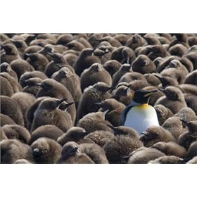 photographie Young and adult King Penguins (Aptenodytes patagonicus) at Ratmanoff beach. est disp...