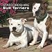 Staffordshire Bull Terriers 2009 Calendar