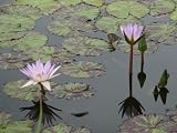 11x14 Digital Art Limited Edition Prints Flowers Realist Lotus Reflection 2