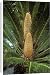 Canvas Prints of KF-3715 Sago Palm - male in flower from Ardea Wildlife Pets