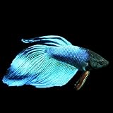 ベタ　トラディショナル　オス　緑系（約5cm）＜1匹＞[生体]