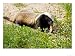 Honey Badger, Eating, Israel Photographic Poster Print by Eyal Bartov, 56x42
