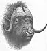 COWS:Head of bull musk-ox,antique print,1894