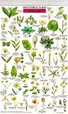 Search : Northern California Wildflowers (Mac's Guides (Flash Cards))