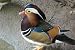 Mandarin Duck Taxidermy Photo Reference CD