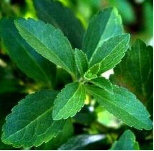 200 count stevia (stevia rebaudiana) seeds
