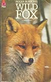 Wild fox