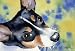 Rat Terrier Dog Art Print Signed by Artist DJ Rogers